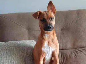 Cachorro raça SRD idade 7 a 11 meses nome Ravi
