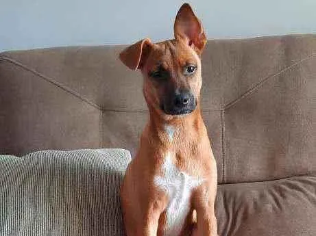 Cachorro raça SRD idade 7 a 11 meses nome Ravi