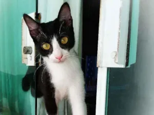 Gato raça srd idade 2 a 6 meses nome Janjão