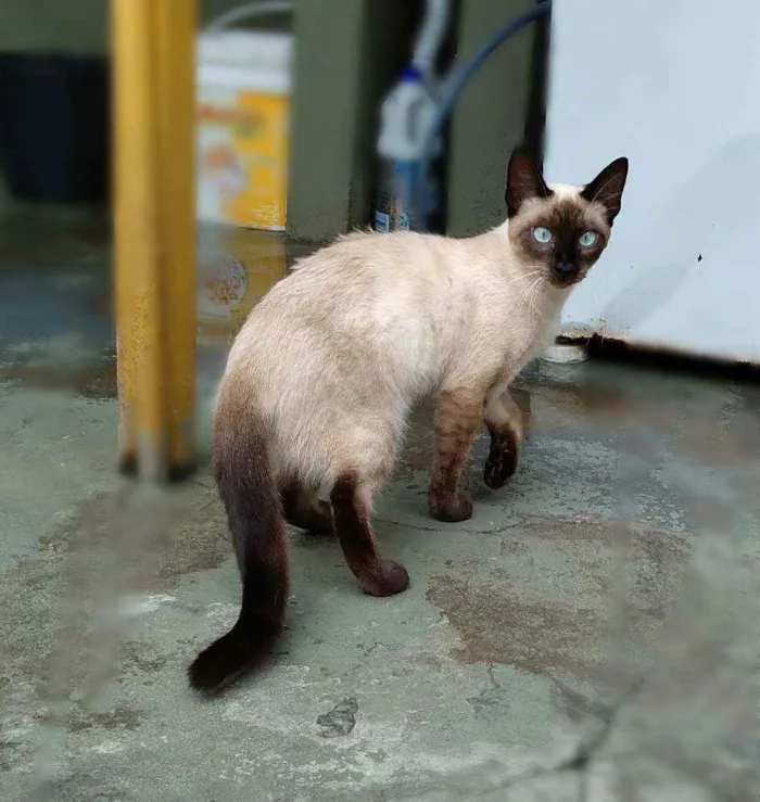 Gato ra a srd idade 7 a 11 meses nome Linna