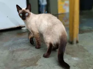 Gato raça srd idade 7 a 11 meses nome Linna