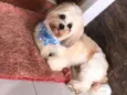 Teddy