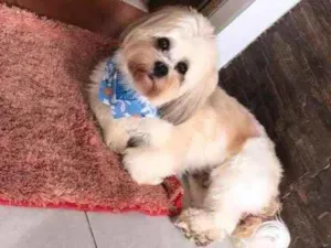Cachorro raça Lhasa Apso idade 6 ou mais anos nome Teddy