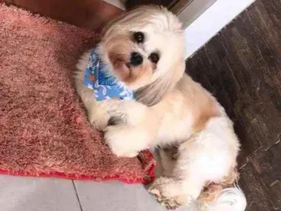 Cachorro raça Lhasa Apso idade 6 ou mais anos nome Teddy