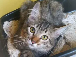 Gato raça srd idade 2 a 6 meses nome Thunder