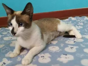 Gato raça srd idade 2 anos nome Ingvi
