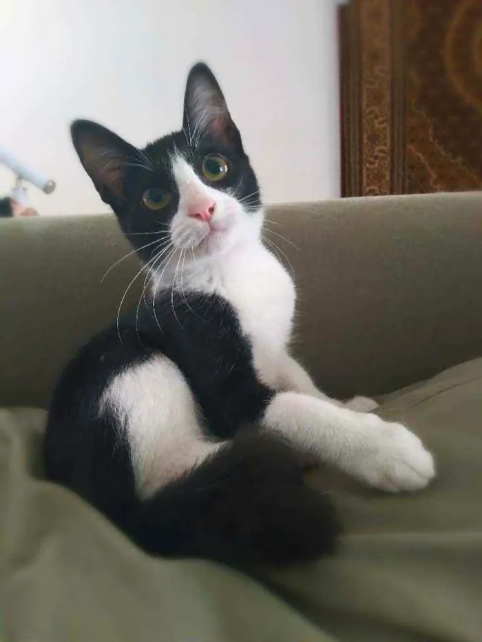 Gato raça srd idade 2 a 6 meses nome Janjao