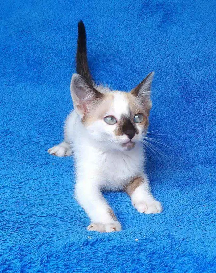 Gato ra a srd idade 2 a 6 meses nome Liv