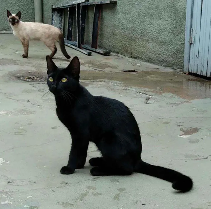 Gato ra a srd idade 7 a 11 meses nome Linna