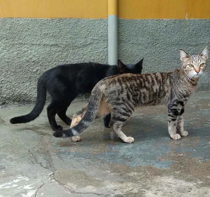 Gato ra a srd idade 7 a 11 meses nome Linna