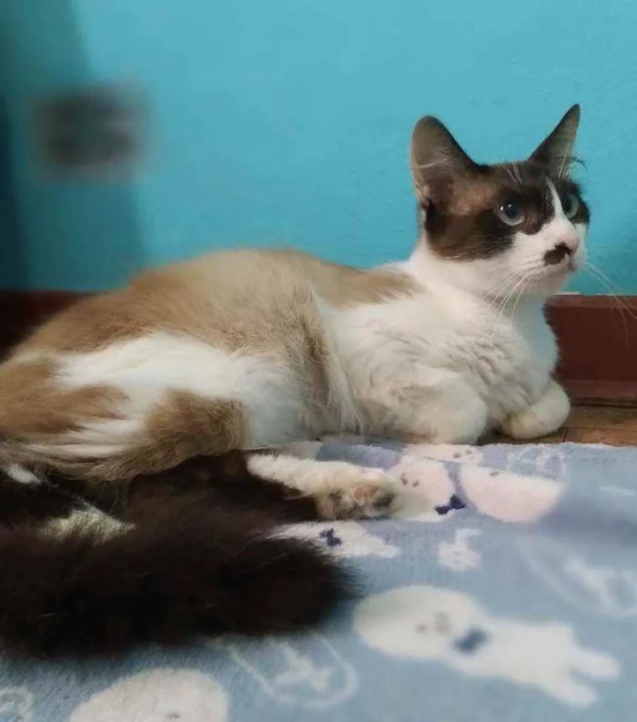 Gato ra a srd idade 2 anos nome Ingvi