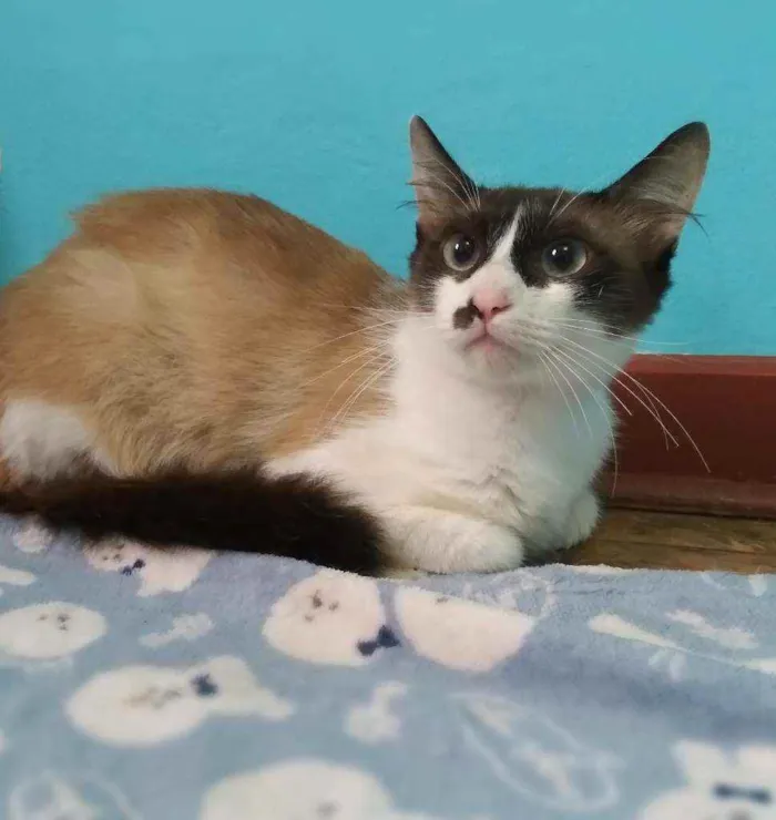 Gato ra a srd idade 2 anos nome Ingvi