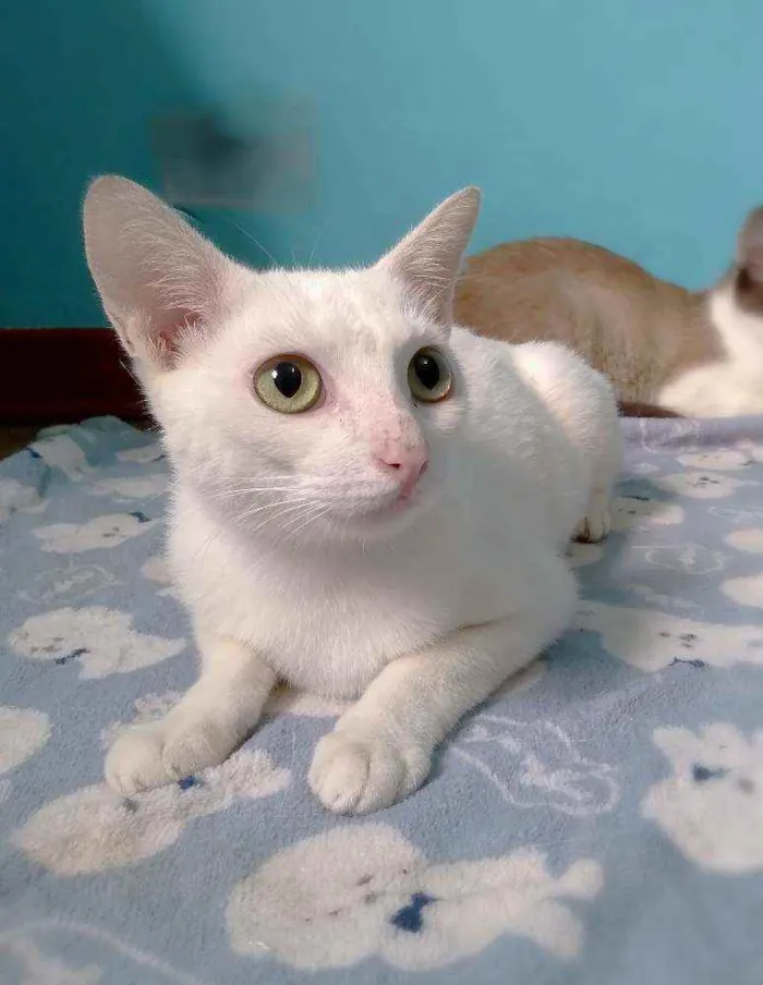 Gato ra a srd idade 2 anos nome Ingvi