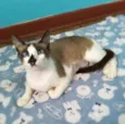 Ingvi