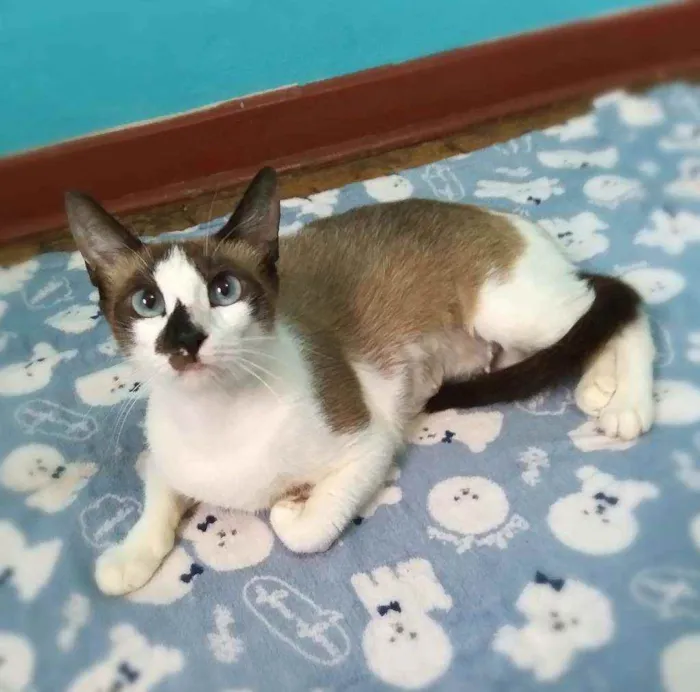 Gato ra a srd idade 2 anos nome Ingvi