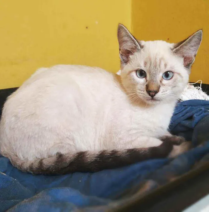 Gato ra a srd idade 2 a 6 meses nome Thunder