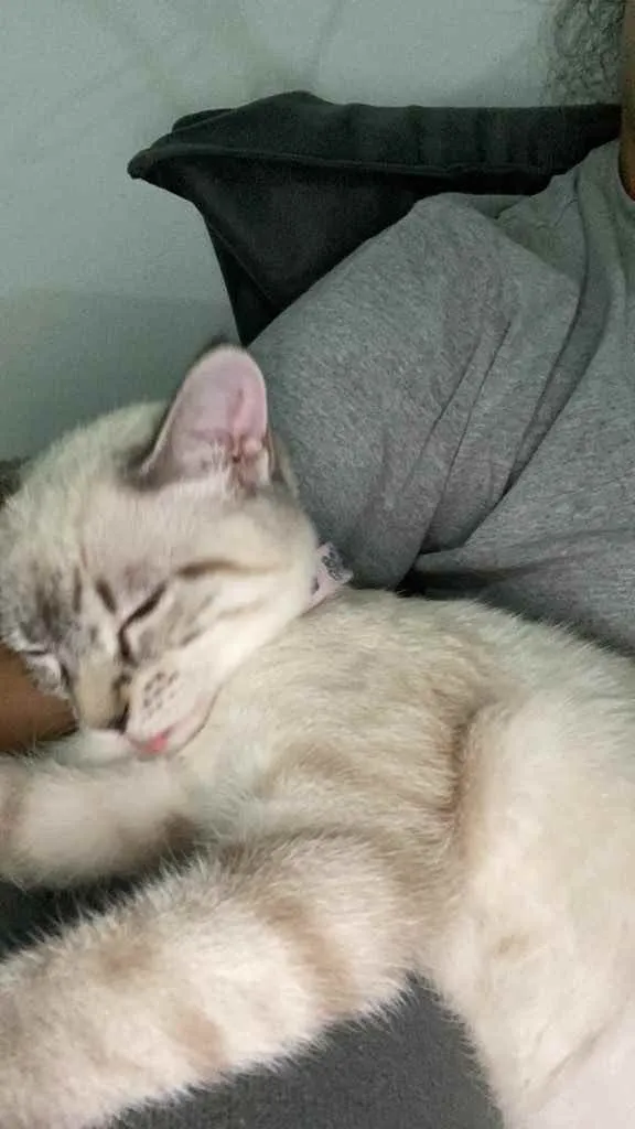 Gato ra a Vira Lara  idade 2 a 6 meses nome Kiara 