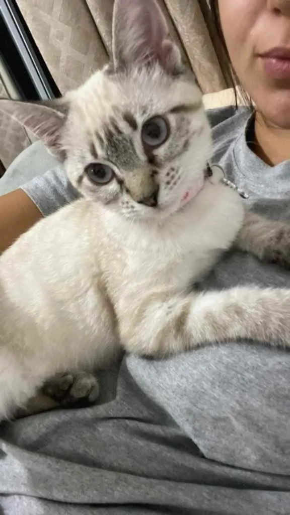 Gato ra a Vira Lara  idade 2 a 6 meses nome Kiara 