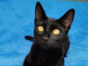 Gato raça srd idade 7 a 11 meses nome Linna
