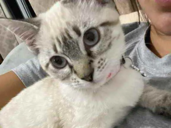 Gato ra a Vira Lara  idade 2 a 6 meses nome Kiara 