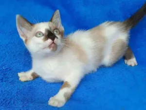 Gato raça srd idade 2 a 6 meses nome Liv