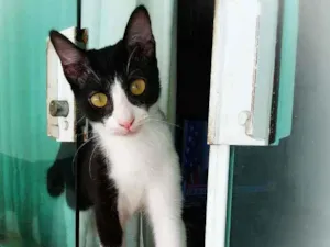 Gato raça srd idade 2 a 6 meses nome Janjao