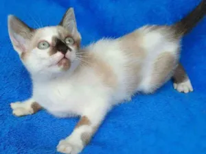 Gato raça srd idade 2 a 6 meses nome liv