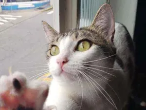 Gato raça srd idade 7 a 11 meses nome Mell