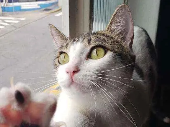 Gato raça srd idade 7 a 11 meses nome Mell