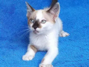 Gato raça srd idade 2 a 6 meses nome Liv