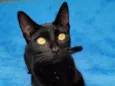 Linna