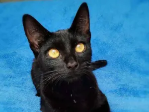 Gato raça srd idade 7 a 11 meses nome Linna