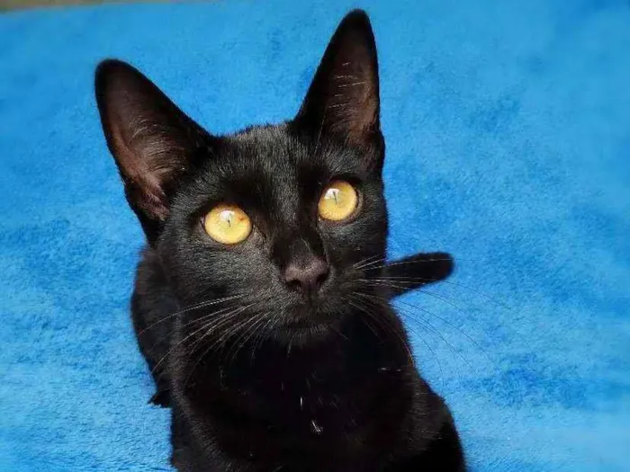 Gato ra a srd idade 7 a 11 meses nome Linna