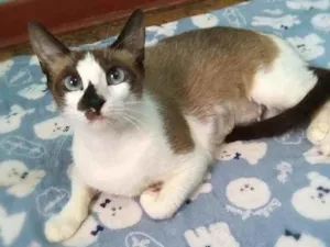 Gato raça srd idade 2 anos nome Ingvi