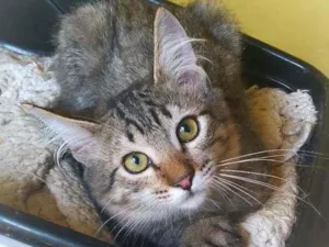 Gato raça srd idade 2 a 6 meses nome Thunder