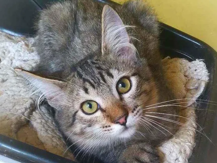 Gato ra a srd idade 2 a 6 meses nome Thunder