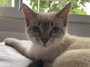 Gato raça Vira Lara  idade 2 a 6 meses nome Kiara 