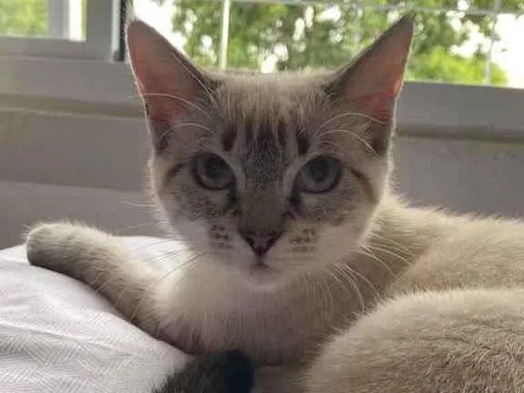 Gato ra a Vira Lara  idade 2 a 6 meses nome Kiara 