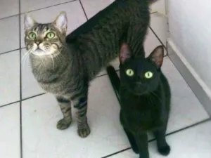 Gato raça srd idade 1 ano nome Arlindo & Pandora