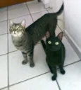Arlindo & Pandora
