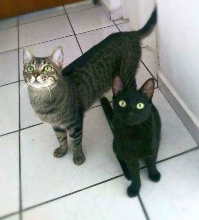 Gato ra a srd idade 1 ano nome Arlindo & Pandora