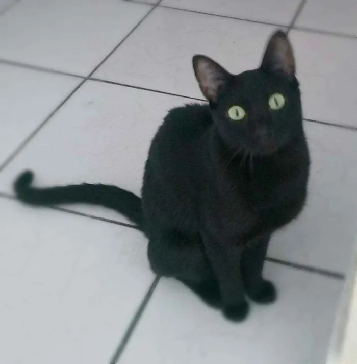 Gato ra a srd idade 1 ano nome Arlindo & Pandora
