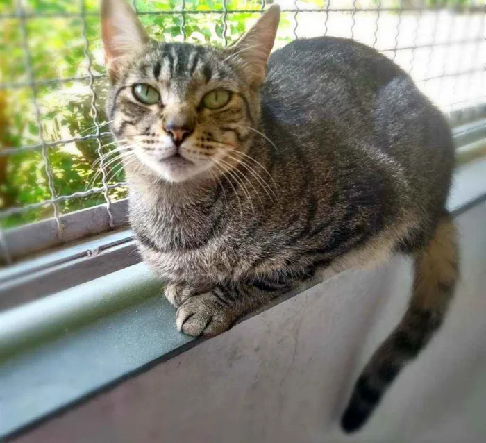 Gato ra a srd idade 1 ano nome Arlindo & Pandora