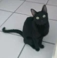 Gato raça srd idade 1 ano nome Arlindo & Pandora
