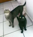 Arlindo & Pandora
