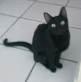 Arlindo & Pandora