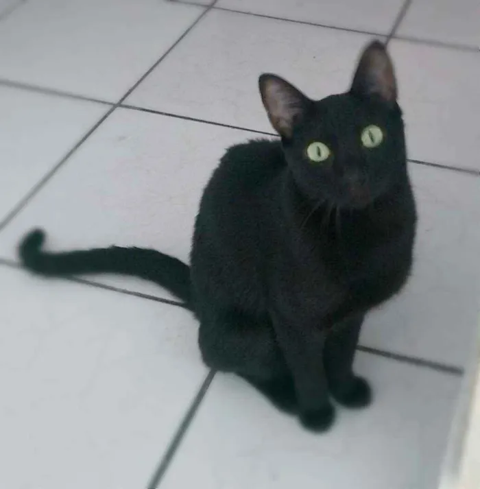 Gato ra a srd idade 1 ano nome Arlindo & Pandora