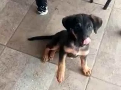 Cachorro raça Srd filhote idade 2 a 6 meses nome Cachorrinho