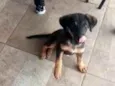 Cachorrinho