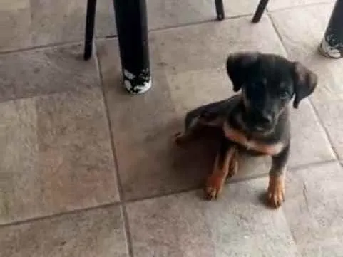 Cachorro raça Srd filhote idade 2 a 6 meses nome Cachorrinho